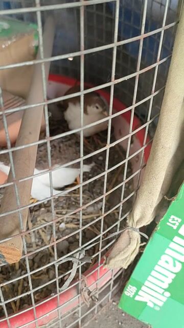 Gà Rutin mini. Mua bán Gà tại Thành phố Thuận An Bình Dương được đăng bởi Nhan Nguyen hình 1