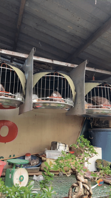 Cu MaLay Giá hữu nghị cho AE về tập mồi nè. Mua bán Chim tại Huyện Nhà Bè Tp Hồ Chí Minh được đăng bởi Quý hình 1