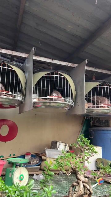 Cu MaLay Giá hữu nghị cho AE về tập mồi nè. Mua bán Chim tại Huyện Nhà Bè Tp Hồ Chí Minh được đăng bởi Quý hình 1