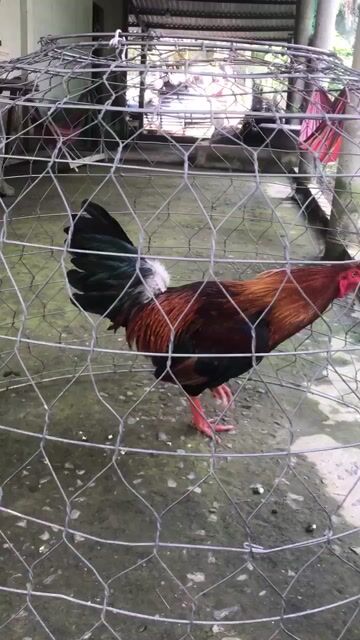Gà trống 3.1kg. Mua bán Gà tại Huyện Càng Long Trà Vinh được đăng bởi TN hình 1