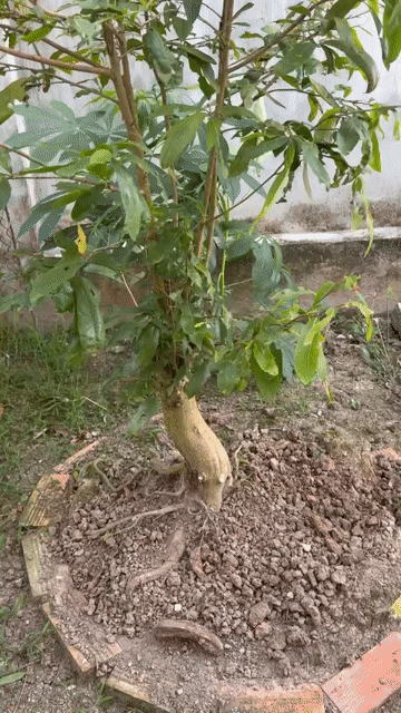 Mai vàng Cây cảnh. Mua bán Cây cảnh, đồ trang trí tại Huyện Vĩnh Thạnh Cần Thơ được đăng bởi Duy Ly hình 1