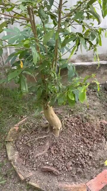 Mai vàng Cây cảnh. Mua bán Cây cảnh, đồ trang trí tại Huyện Vĩnh Thạnh Cần Thơ được đăng bởi Duy Ly hình 1