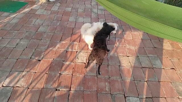 bán 1trong 2 pé phốc hươu. Mua bán Chó tại Quận Nam Từ Liêm Hà Nội được đăng bởi nguyễn thị quế hình 1