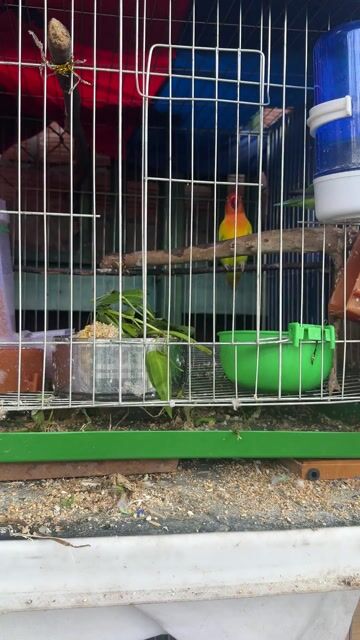 Vẹt Lovebird Vàng cam. Mua bán Chim tại Quận 11 Tp Hồ Chí Minh được đăng bởi Hoàng hình 1