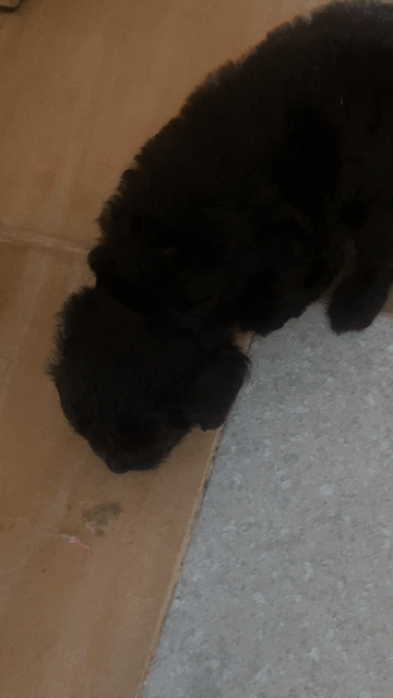 Chó Poodle đen 1 tháng tuổi pass nhanh. Mua bán Chó tại Quận Hải Châu Đà Nẵng được đăng bởi Tiệm giặt sấy hình 1
