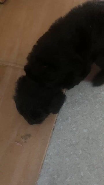 Chó Poodle đen 1 tháng tuổi pass nhanh. Mua bán Chó tại Quận Hải Châu Đà Nẵng được đăng bởi Tiệm giặt sấy hình 1