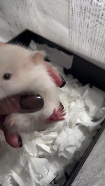 Hamster Bear baby tạng to Gen Trung 🇨🇳
