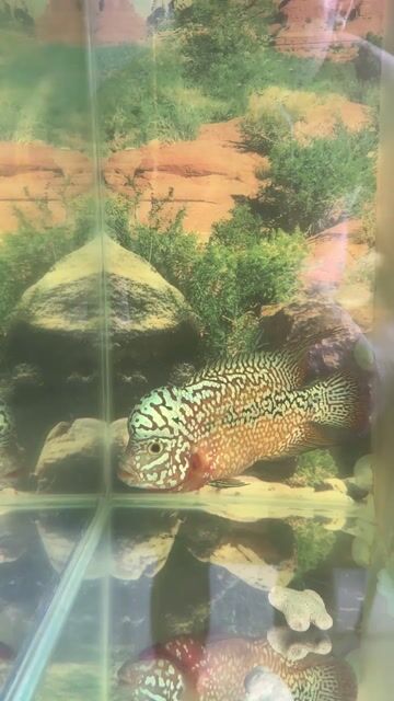 Cá cảnh Kamfa F2 3 ngón. Mua bán Thú cưng khác tại Quận Ninh Kiều Cần Thơ được đăng bởi Đỗ hồng Vân hình 1