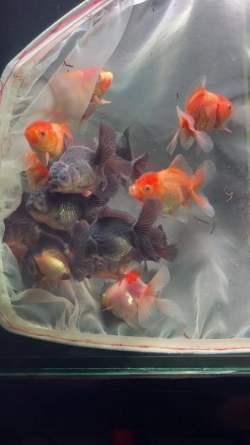 Cá cảnh Oranda long tail cho ae grom. Mua bán Thú cưng khác tại Huyện Cờ Đỏ Cần Thơ được đăng bởi MeCaVang VN hình 1