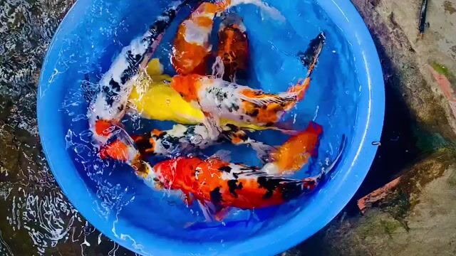 Cá Koi F1 Lớn Đa dạng Khỏe mạnh. Mua bán Thú cưng khác tại Quận Bình Thuỷ Cần Thơ được đăng bởi quân quân hình 1