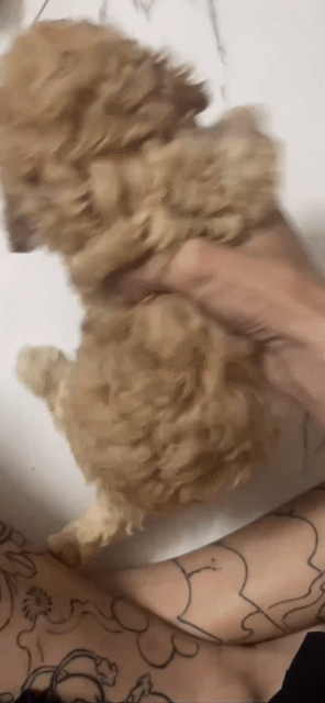 Chó Poodle size Toy 1 tháng tuổi. Mua bán Chó tại Quận Bình Tân Tp Hồ Chí Minh được đăng bởi Thành Ân hình 1