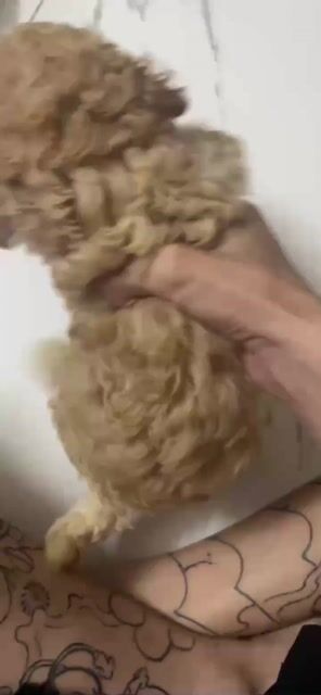 Chó Poodle size Toy 1 tháng tuổi. Mua bán Chó tại Quận Bình Tân Tp Hồ Chí Minh được đăng bởi Thành Ân hình 1