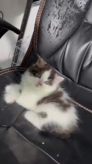 Mèo Ba Tư cái lông dài. Mua bán Mèo tại Quận Gò Vấp Tp Hồ Chí Minh được đăng bởi Đỗ Yên hình 1