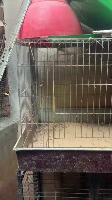 Chuồng gà sắt tôn 60v. Mua bán Phụ kiện, Thức ăn, Dịch vụ tại Huyện Bình Chánh Tp Hồ Chí Minh được đăng bởi Trương hình 1