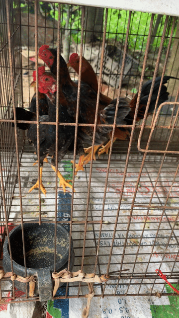 Gà tre Bắc cộc tít.. Mua bán Gà tại Huyện Nam Sách Hải Dương được đăng bởi Tim Em hình 1