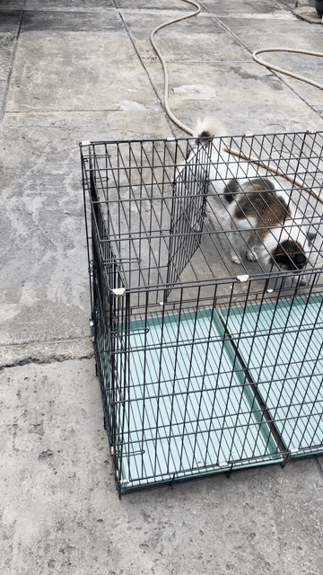 Lồng chó mèo gấp gọn sơn tĩnh điện size XL. Mua bán Phụ kiện, Thức ăn, Dịch vụ tại Thành phố Thủ Đức Tp Hồ Chí Minh được đăng bởi Nguyễn Duy Nhuận hình 1