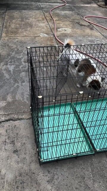 Lồng chó mèo gấp gọn sơn tĩnh điện size XL. Mua bán Phụ kiện, Thức ăn, Dịch vụ tại Thành phố Thủ Đức Tp Hồ Chí Minh được đăng bởi Nguyễn Duy Nhuận hình 1