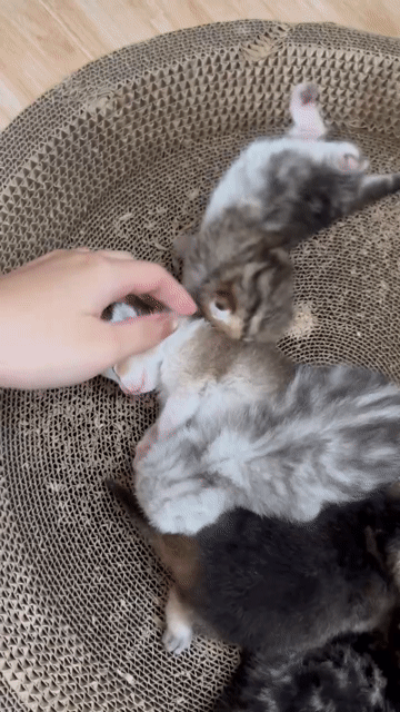 Mèo Anh lông ngắn nhiều màu tự sinh sản. Mua bán Mèo tại Quận Cẩm Lệ Đà Nẵng được đăng bởi Mèo nhà Chíp hình 1