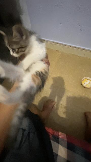 Mèo lai đen trắng vàng con. Mua bán Mèo tại Huyện Quỳnh Phụ Thái Bình được đăng bởi Phạm Minh Hiếu hình 1