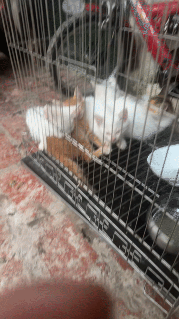 Mèo Anh lai Trắng cam ( 4 con giá 600.000 vnd ). Mua bán Mèo tại Huyện Thanh Trì Hà Nội được đăng bởi Phan Quốc Việt hình 1