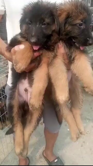 Chó Becgie 6-7kg Đen vàng đã tiêm. Mua bán Chó tại Huyện Bình Chánh Tp Hồ Chí Minh được đăng bởi Trường Bùi nguyên hình 1