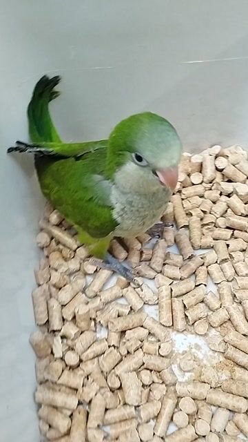 monk xanh lá. Mua bán Chim tại Quận Tân Phú Tp Hồ Chí Minh được đăng bởi Tiger hình 1