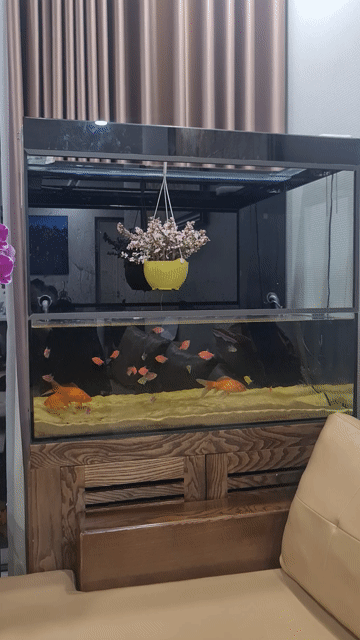 Bể cá cảnh Kính Gỗ 90x50x150cm. Mua bán Phụ kiện, Thức ăn, Dịch vụ tại Quận Cầu Giấy Hà Nội được đăng bởi Lê Tuấn hình 1