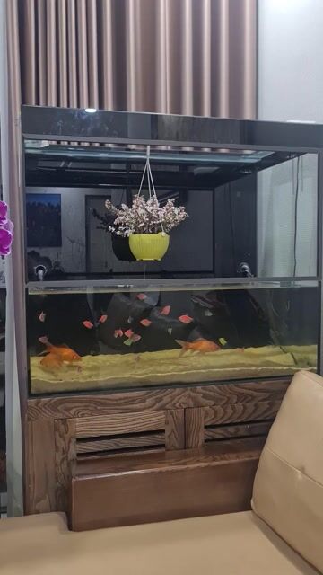 Bể cá cảnh Kính Gỗ 90x50x150cm. Mua bán Phụ kiện, Thức ăn, Dịch vụ tại Quận Cầu Giấy Hà Nội được đăng bởi Lê Tuấn hình 1