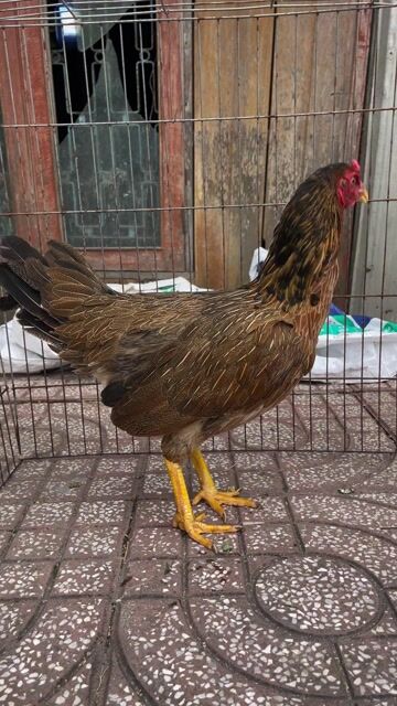 Gà mái Sil Mỹ 2kg1. Mua bán Gà tại Thành phố Long Xuyên An Giang được đăng bởi thành hình 1