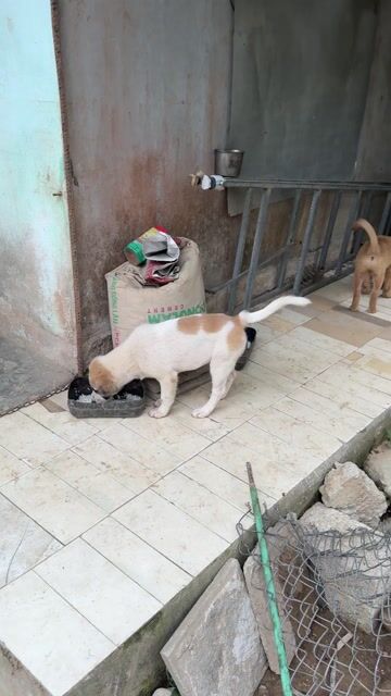 Chó dữ nhà. Mua bán Chó tại Thành phố Huế Thừa Thiên Huế được đăng bởi Minh Bin hình 1