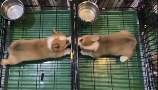 Bán chó corgi tại shop 130 đường 2:9 đà nẵng. Mua bán Chó tại Quận Hải Châu Đà Nẵng được đăng bởi Chó Cảnh Đà Nẵng 130 đường 2 9  hình 1