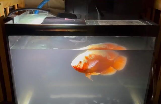 Pass combo hồ cá + đèn + lọc và Cá size 19cm. Mua bán Thú cưng khác tại Quận 7 Tp Hồ Chí Minh được đăng bởi A hình 1