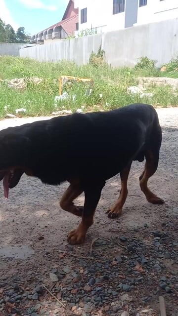 Chó Rottweiler Đen vàng Đực. Mua bán Chó tại Huyện Long Thành Đồng Nai được đăng bởi Tên chưa cung cấp hình 1