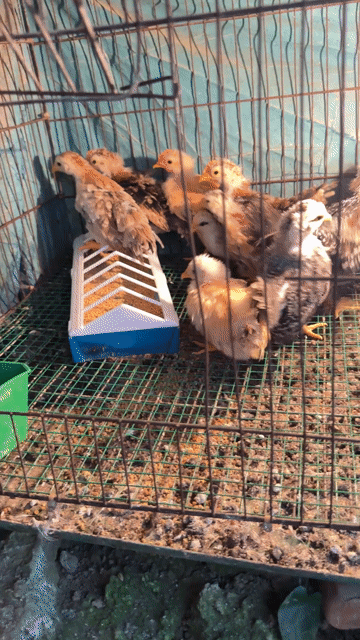 Gà tre Thái chân trung. Mua bán Gà tại Quận Bắc Từ Liêm Hà Nội được đăng bởi Nguyễn đức hình 1