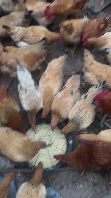 Gà ta thả vườn. Mua bán Gà tại Huyện Đan Phượng Hà Nội được đăng bởi Gà Ta Thả Vườn Hà Tây hình 1