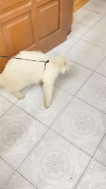 Mèo lai lông dài trắng, mắt 2 màu kvuc Mỹ Đình. Mua bán Mèo tại Quận Nam Từ Liêm Hà Nội được đăng bởi Gia Longg hình 1