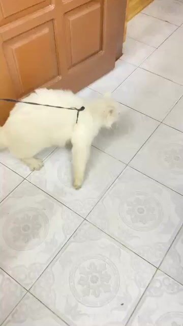 Mèo lai lông dài trắng, mắt 2 màu kvuc Mỹ Đình. Mua bán Mèo tại Quận Nam Từ Liêm Hà Nội được đăng bởi Gia Longg hình 1