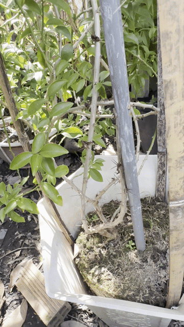 Cây chanh nho lớn giống mới khoẻ đang trái nhiều. Mua bán Cây cảnh, đồ trang trí tại Quận Gò Vấp Tp Hồ Chí Minh được đăng bởi Vườn Kiểng Nhà Nị Ny hình 1