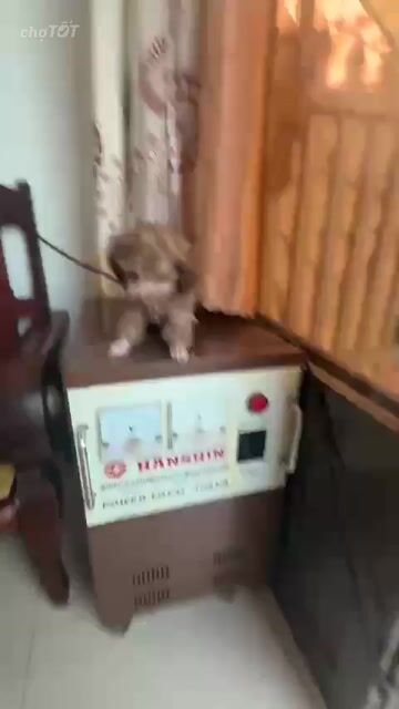 Chó Poodle Cái Nâu Nhỏ 2 tháng. Mua bán Chó tại Thành phố Thủ Đức Tp Hồ Chí Minh được đăng bởi TNS hình 2