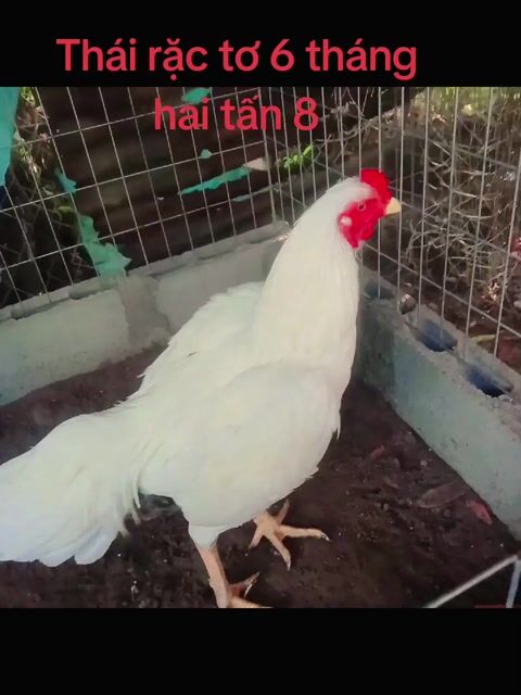 Thái Rặc tơ