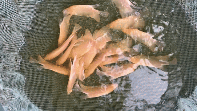 Cá phát tài Albino mắt đỏ 15cm. Mua bán Thú cưng khác tại Huyện Mỹ Xuyên Sóc Trăng được đăng bởi Trac hình 1