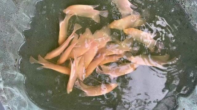 Cá phát tài Albino mắt đỏ 15cm. Mua bán Thú cưng khác tại Huyện Mỹ Xuyên Sóc Trăng được đăng bởi Trac hình 1