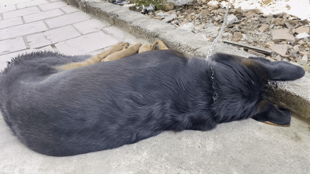 Chó con giống Poodle màu Đen, nâu vàng thân thiện. Mua bán Chó tại Huyện Nga Sơn Thanh Hóa được đăng bởi Tên chưa cung cấp hình 1