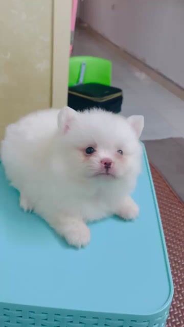 Chó Phốc Sóc mini 2 tháng tuổi. Mua bán Chó tại Huyện Đông Anh Hà Nội được đăng bởi Hân Hân  hình 1