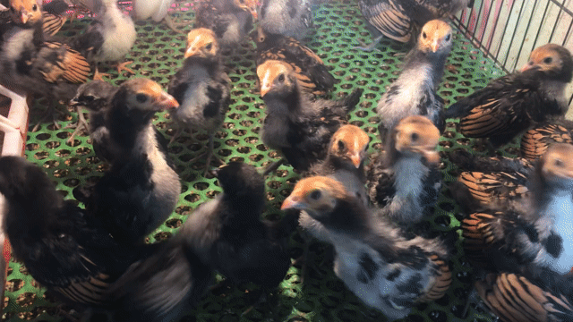Gà Vảy cá/Serama gần 1 tháng tuổi. Mua bán Gà tại Quận Tân Phú Tp Hồ Chí Minh được đăng bởi ABang hình 1
