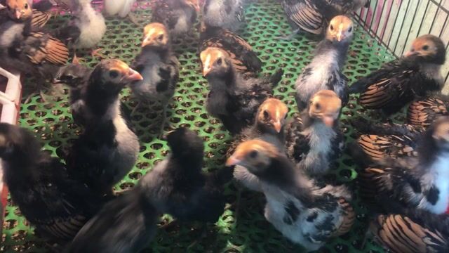 Gà Vảy cá/Serama gần 1 tháng tuổi. Mua bán Gà tại Quận Tân Phú Tp Hồ Chí Minh được đăng bởi ABang hình 1