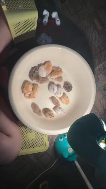 Chuột Hamster Winter White tìm ba mẹ yêu thương. Mua bán Thú cưng khác tại Quận Hai Bà Trưng Hà Nội được đăng bởi Mai Yến Nguyễn hình 1