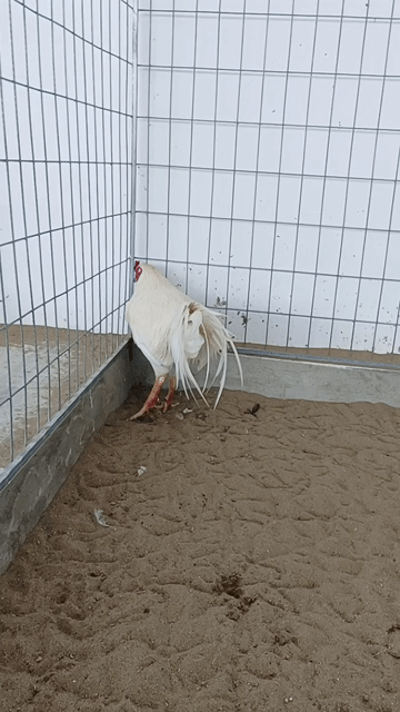 Gà giống lớn trống 3kg trắng. Mua bán Gà tại Thành phố Sóc Trăng Sóc Trăng được đăng bởi Tiền Gà  hình 1