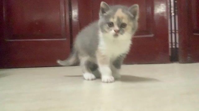 Mèo Tam Thể cái 2 tháng tuổi. Mua bán Mèo tại Quận Đống Đa Hà Nội được đăng bởi Thảo Lê hình 1