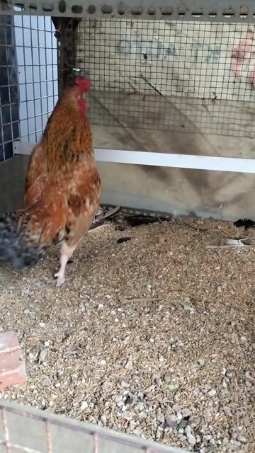 tre bắc cộc cú vàng . Mua bán Gà tại Quận Tân Phú Tp Hồ Chí Minh được đăng bởi Dienkhang hình 1